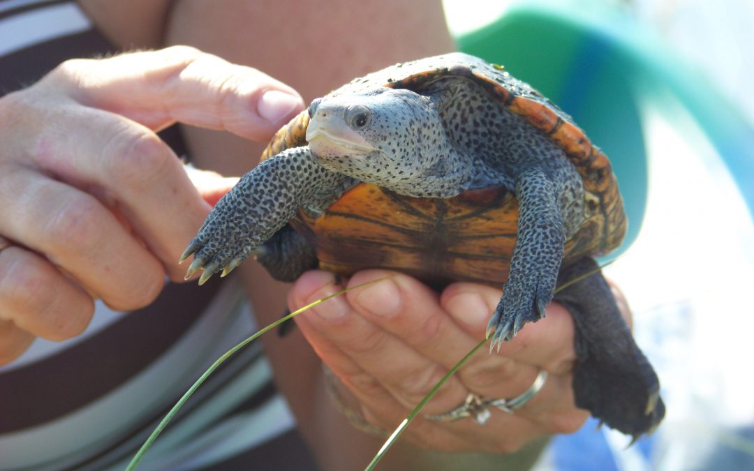 Searching for Terrapins in the Florida Panhandle