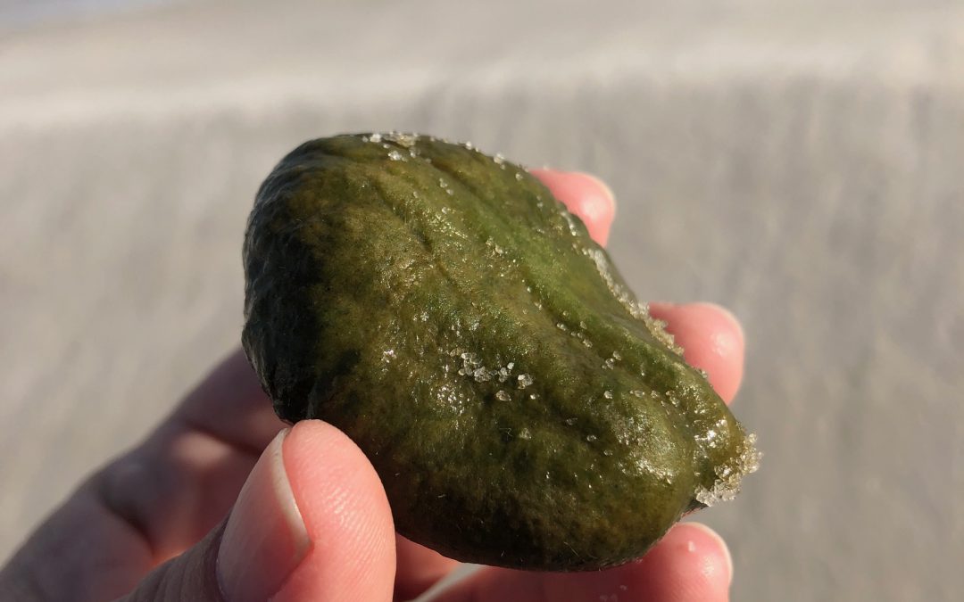 Sea Pork: A shoreline oddity