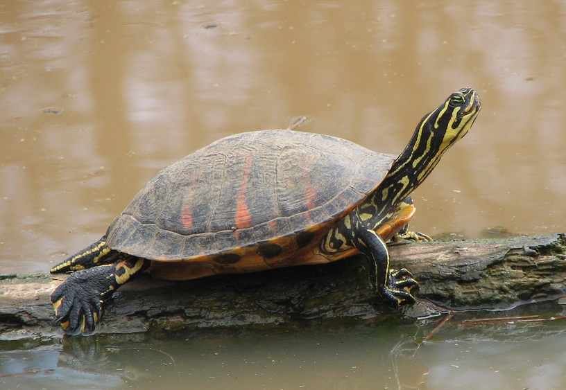 2020 Year Of The Turtle Florida Red bellied Turtle Panhandle Outdoors