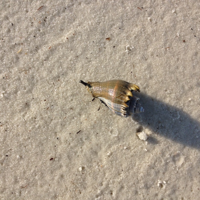 Embrace the Gulf 2020 – marine snails and slugs