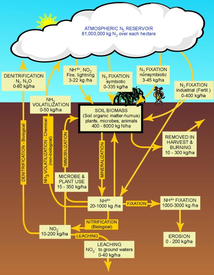 the-connection-between-nitrogen-and-water-quality-panhandle-outdoors