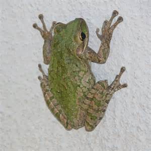 Are We Being Invaded by Cuban Treefrogs?  Maybe…