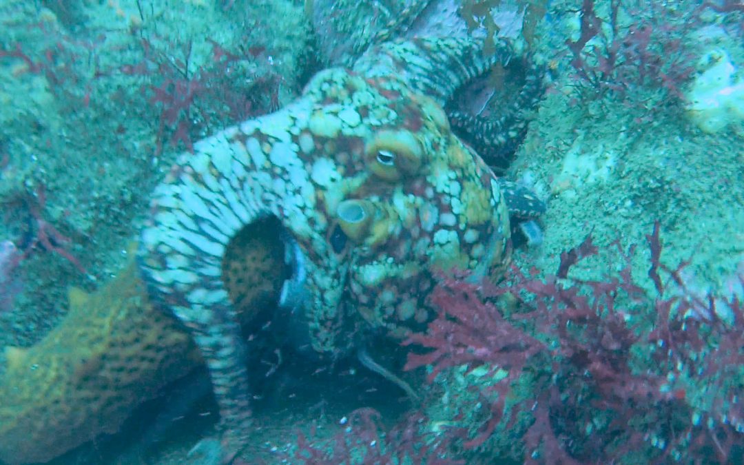 Embrace the Gulf 2020 – the cephalopods