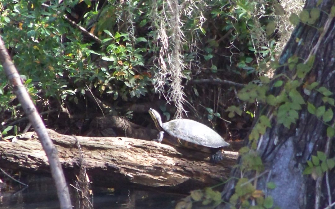 2020 Year of the Turtle – the Florida Cooters