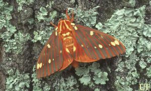 Large orange winged moth