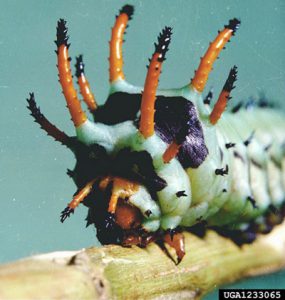 Green caterpillar with black horns