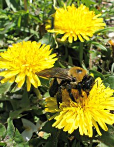 Dandelions are an important early season nectar and pollen source for bees, such as for this carpenter bee. Photo by Ansel Oommen, Bugwood.org.