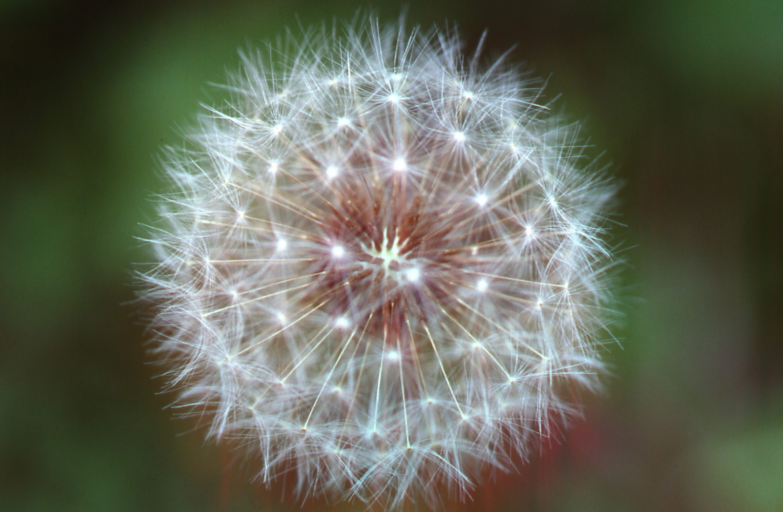 Dandelion Flower Seed