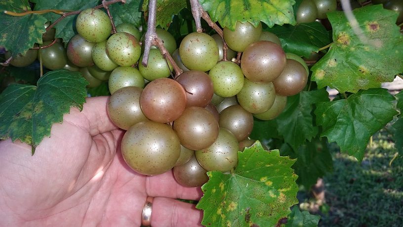 When is a Muscadine a Scuppernong?