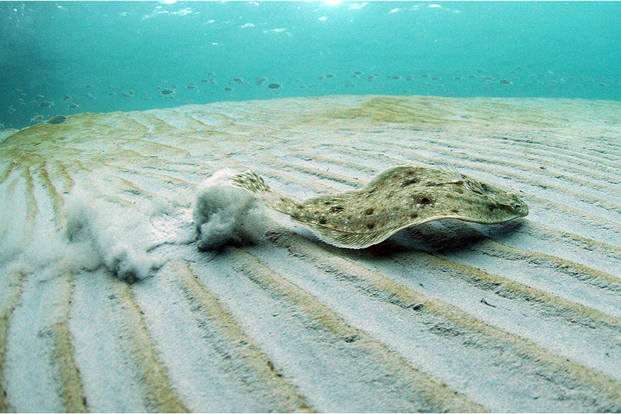 Marine Bottom Fish of the Florida Panhandle