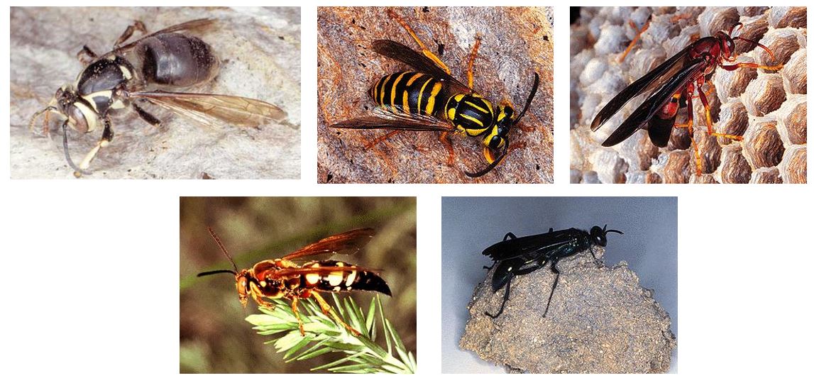 Raid Wasp And Hornet Killer Spray, Kills Paper Wasps, Yellow Jackets ...