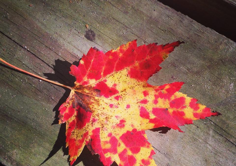 Fall Color in Florida Swamps