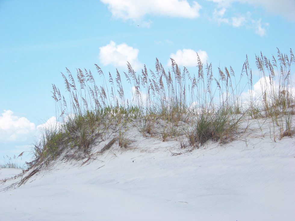 Barrier Island Wildlife in the Florida Panhandle; Part 2 The Habitats