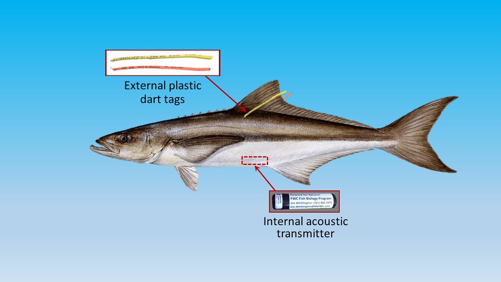 image of two fish tracking tools