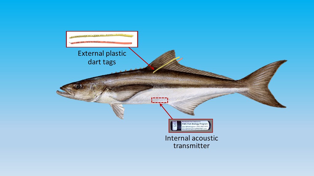 HF 319 Crab Bait – Histar Fishing