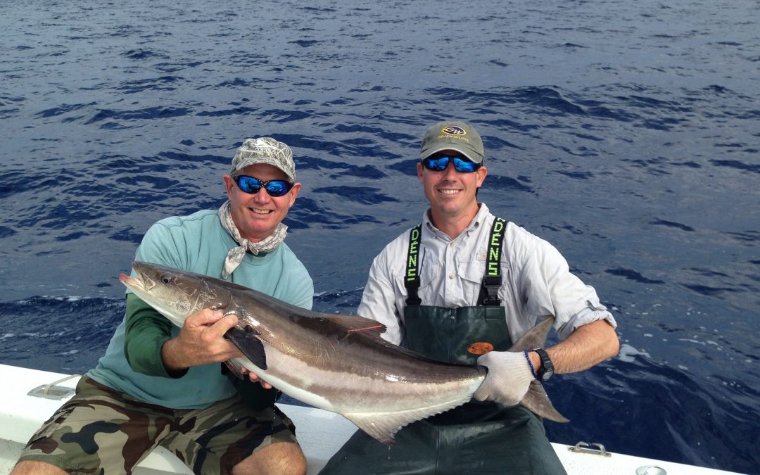 Cobia: An Amazing Fish and Fishery for North Florida