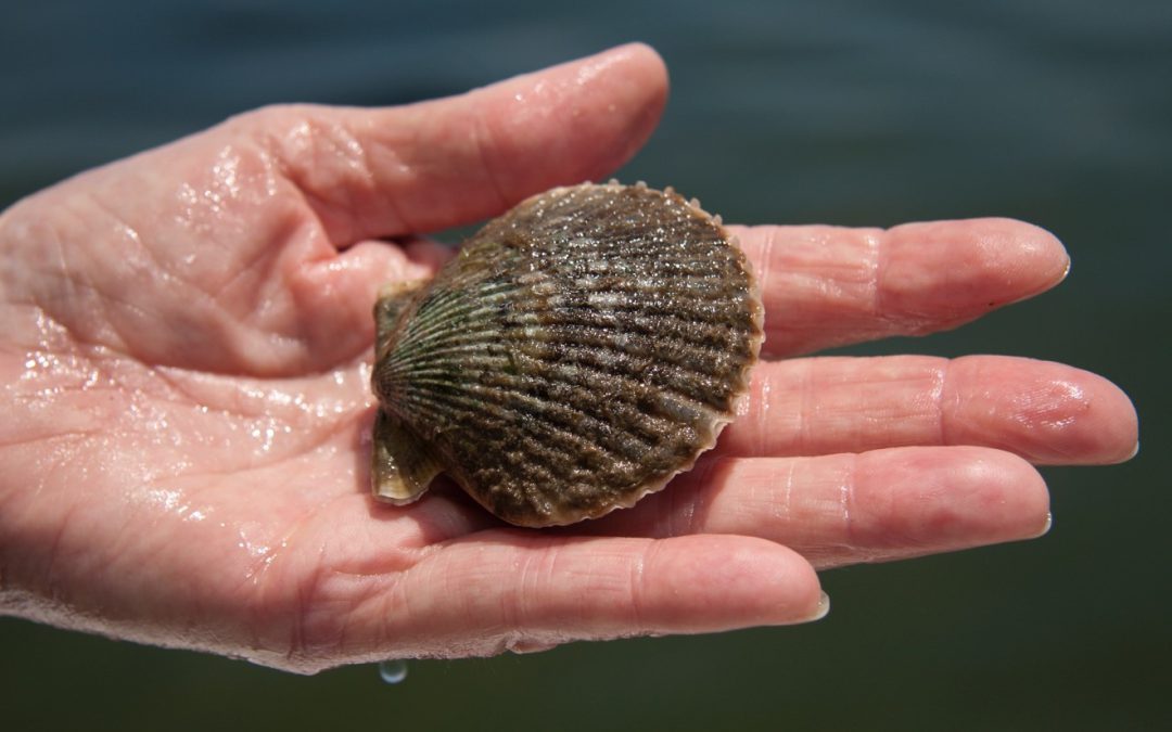 Scallop Sitter Volunteer Program Returns to Bay, Gulf, and Franklin Counties