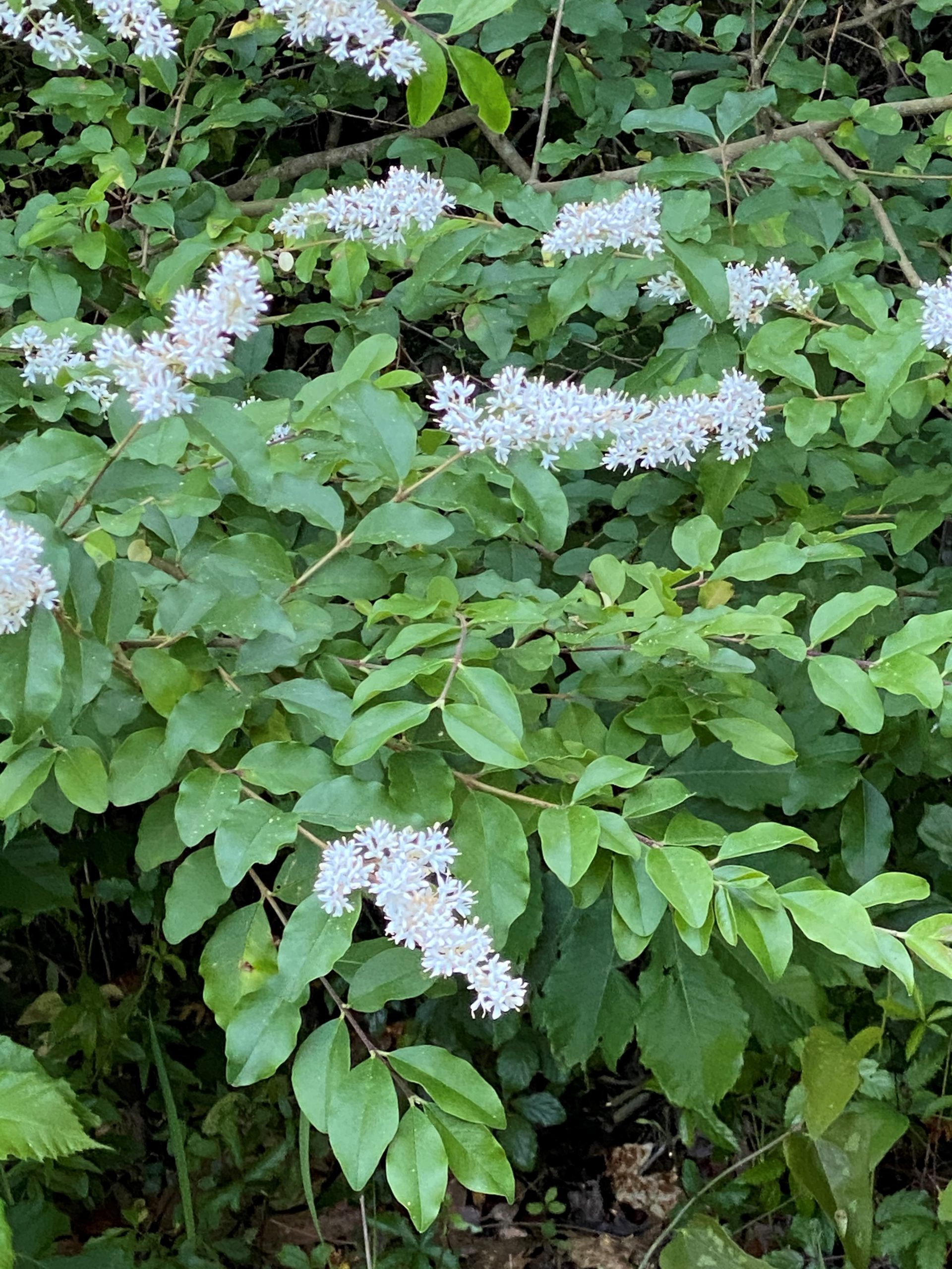 Six Rivers “Dirty Dozen” Invasive Species of the Month – Chinese Privet