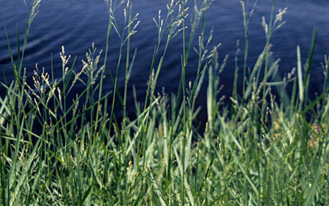 Six Rivers CISMA Dirty Dozen Invasive Species of the Month – Torpedograss