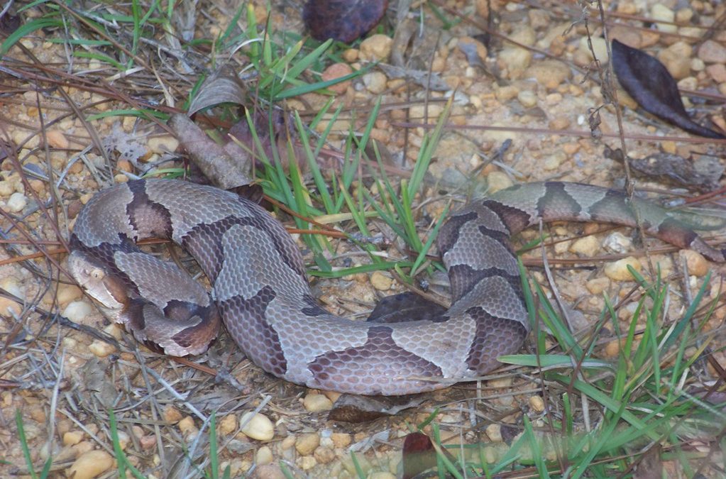 Snake Island vipers: predator or prey? - UGA Today