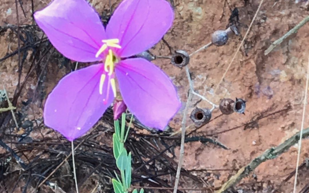 Perennial peanut: a sustainable, low maintenance groundcover