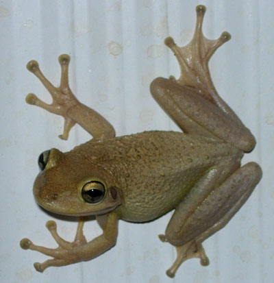 Cuban Treefrogs in the Panhandle