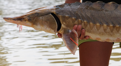 Sturgeon in the Florida Panhandle