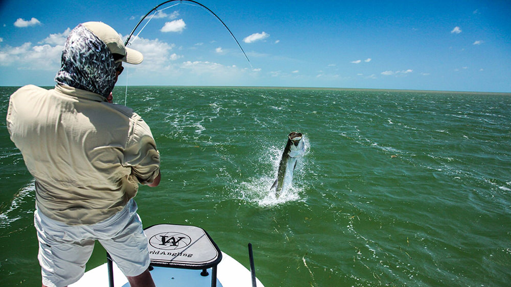 Tarpon in the Florida Panhandle