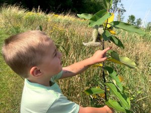 Zach learned to identify common milkweed, Asclepias syriaca, at the age of three. Photo by Rachel Mathes.
