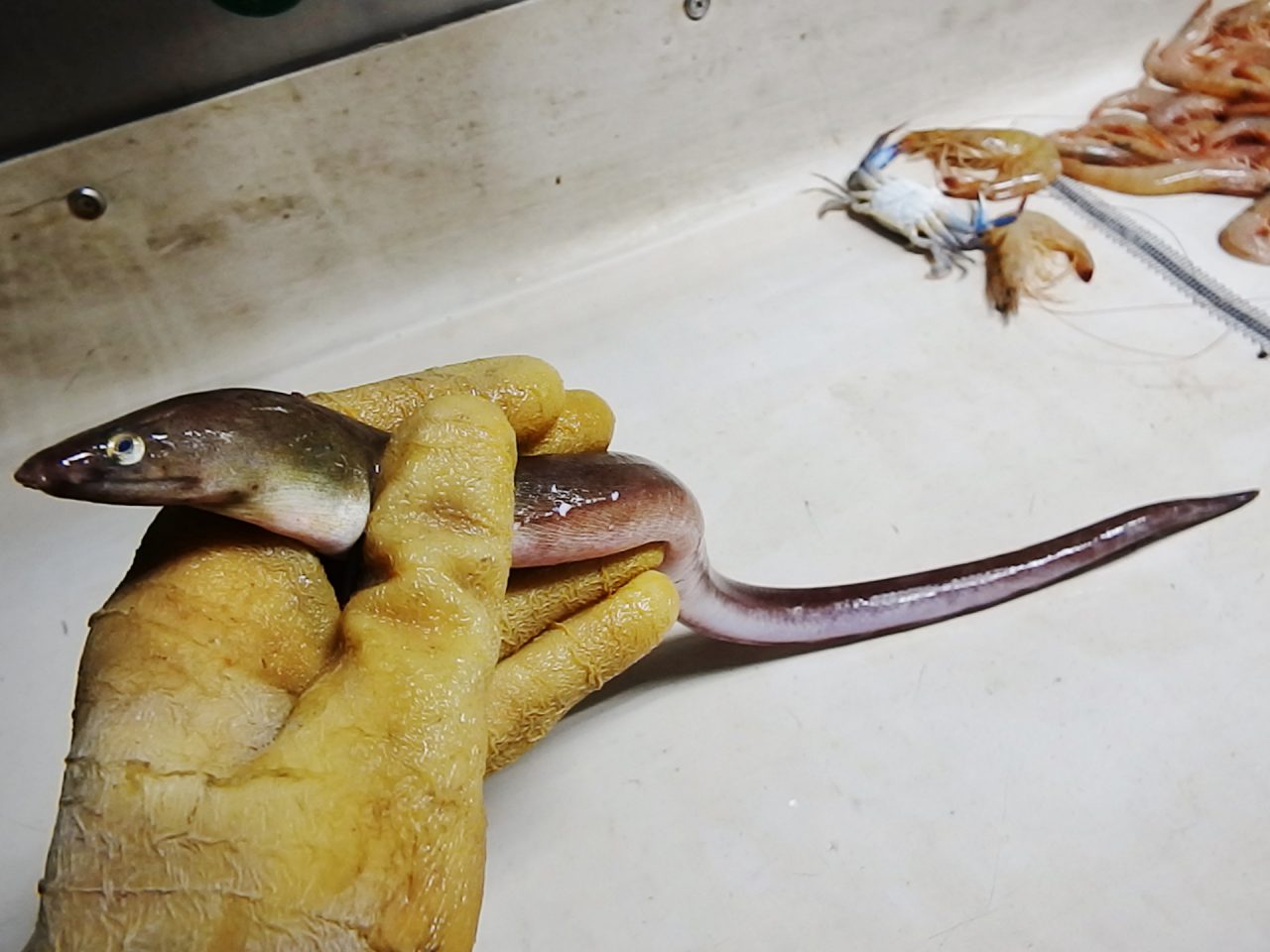 Eels of the Florida Panhandle Panhandle Outdoors