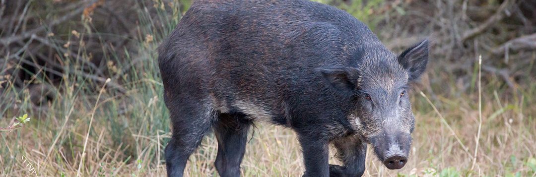 Dirty Dozen Invasive Species of the Month – Feral Hogs