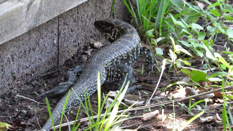 Six Rivers EDRR Invasive Species of the Month – Argentine Black and White Tegu