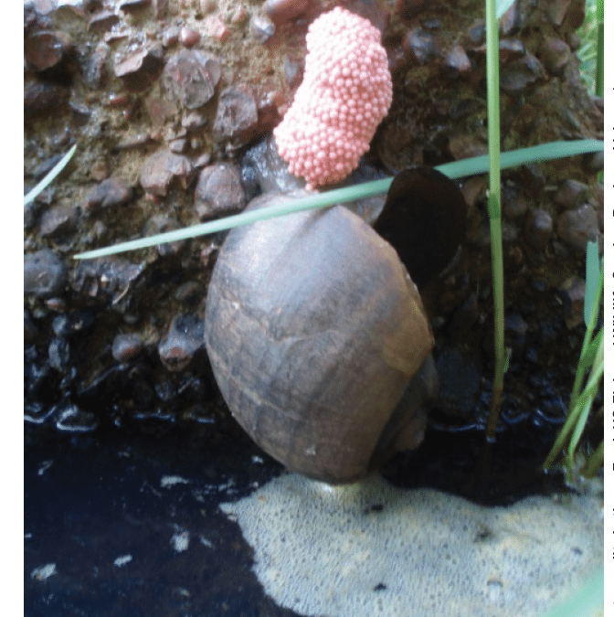 Six Rivers EDRR Invasive Species of the Month – Apple Snails
