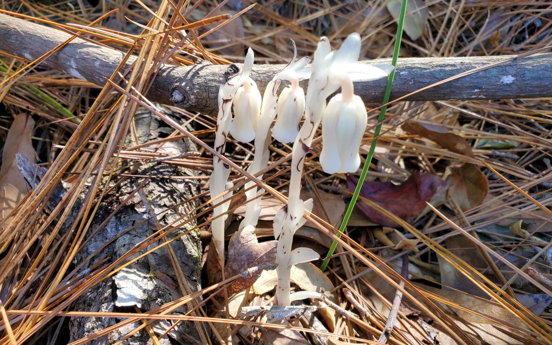 Parasitic Plants of the Florida Panhandle