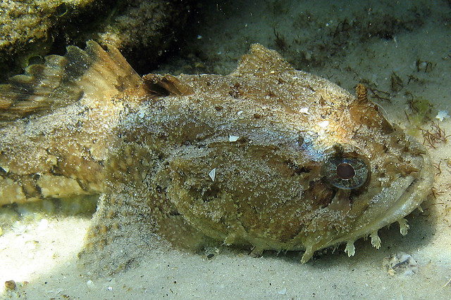Toadfish of the Florida Panhandle