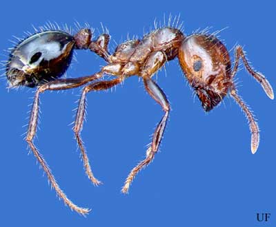 Six Rivers Dirty Dozen Invasive Species of the Month – Red Imported Fire Ant
