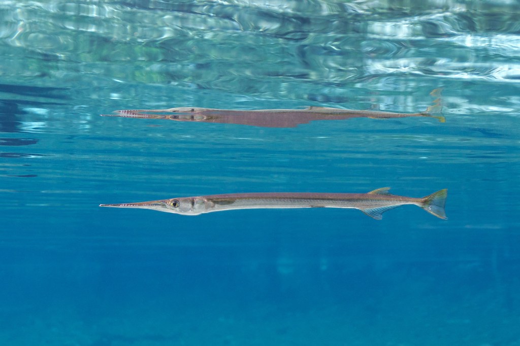 giant needlefish