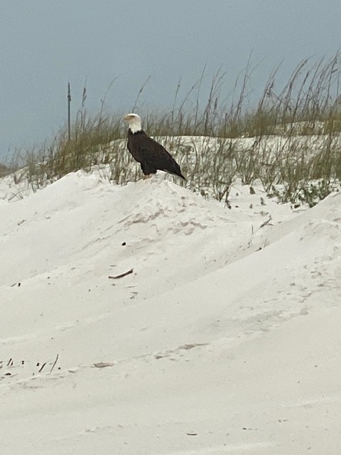 Wildlife on the Beach in January