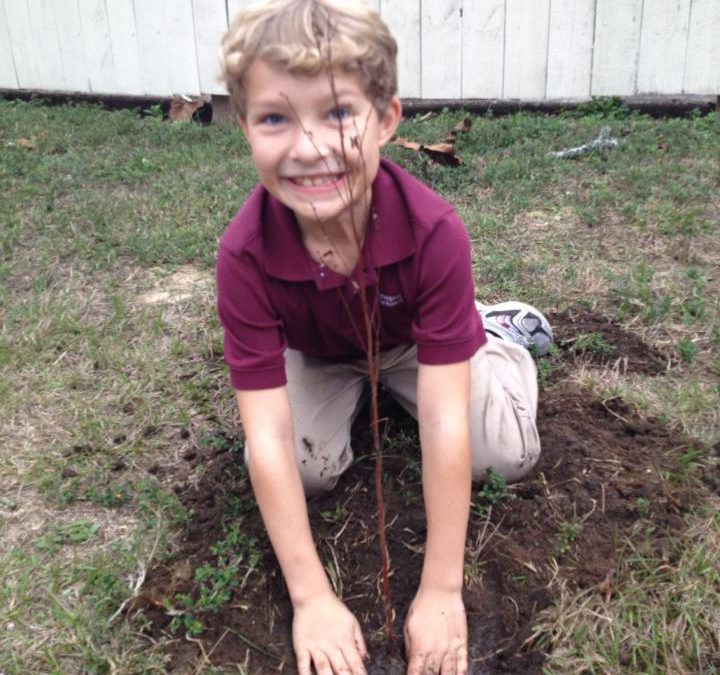 Fall and Winter—Florida’s Tree Planting Seasons