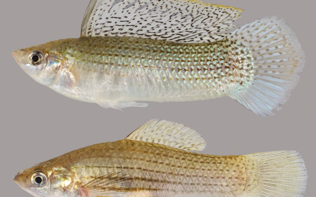Poecilids, Livebearing Fish of the Florida Panhandle