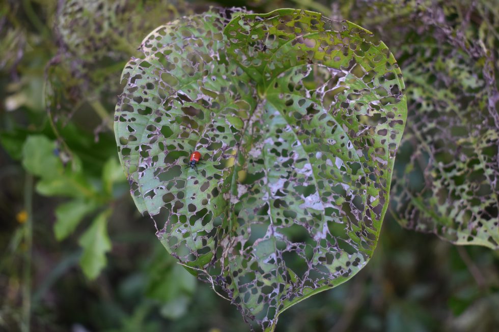 air-potato-leaf-beetles-are-here-to-help-panhandle-outdoors