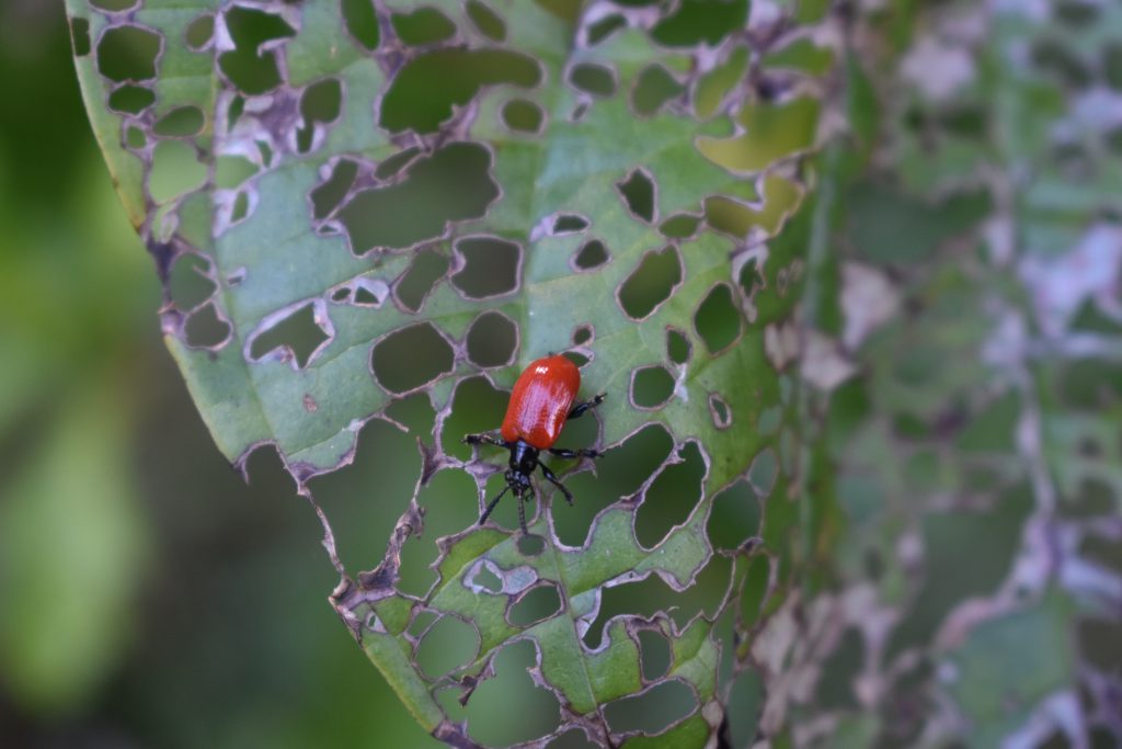 Air Potato Leaf Beetles Are Here To Help Panhandle Outdoors