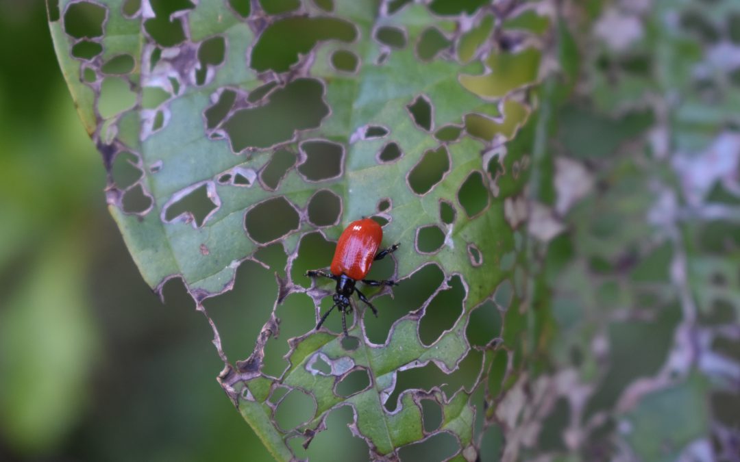 Air Potato Leaf Beetles are Here to Help