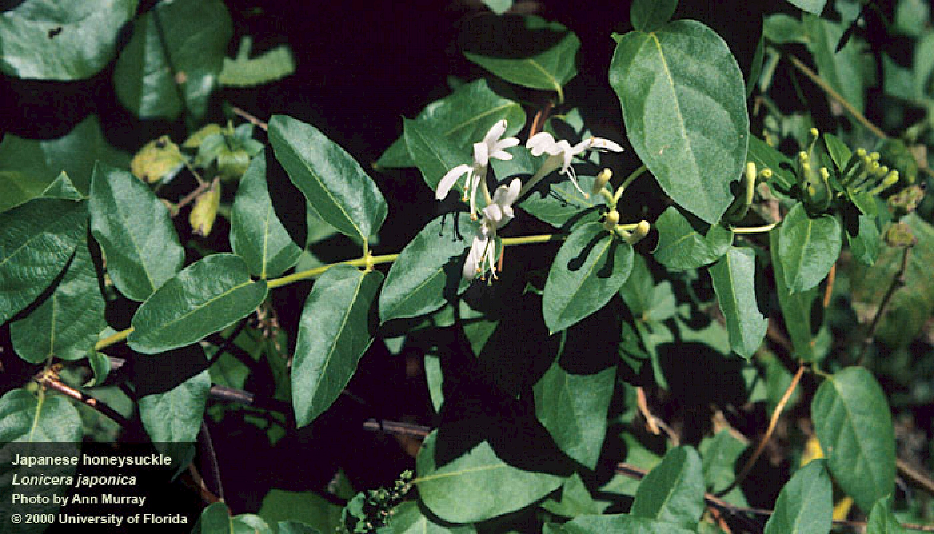 file-japanese-honeysuckle-lonicera-japonica-jpg-wikimedia-commons