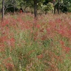 Six Rivers CISMA EDRR Invasive Species of the Month – Natalgrass