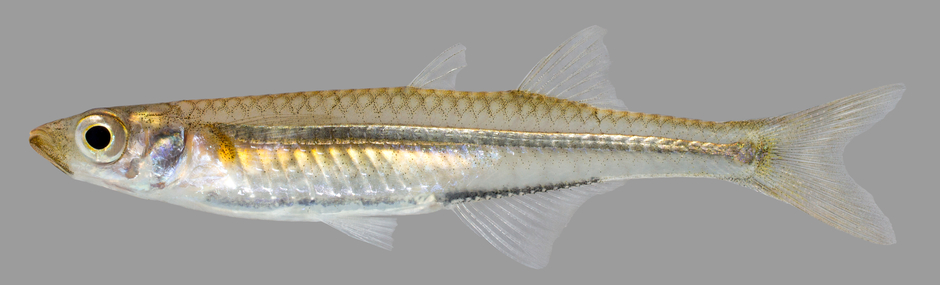 Silverside Minnows of the Florida Panhandle