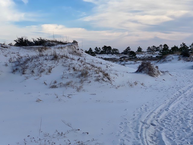 Wildlife on the Beach in February