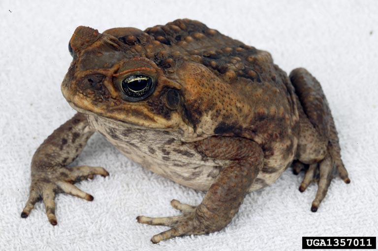 Six Rivers CISMA EDRR Invasive Species – Cane Toad