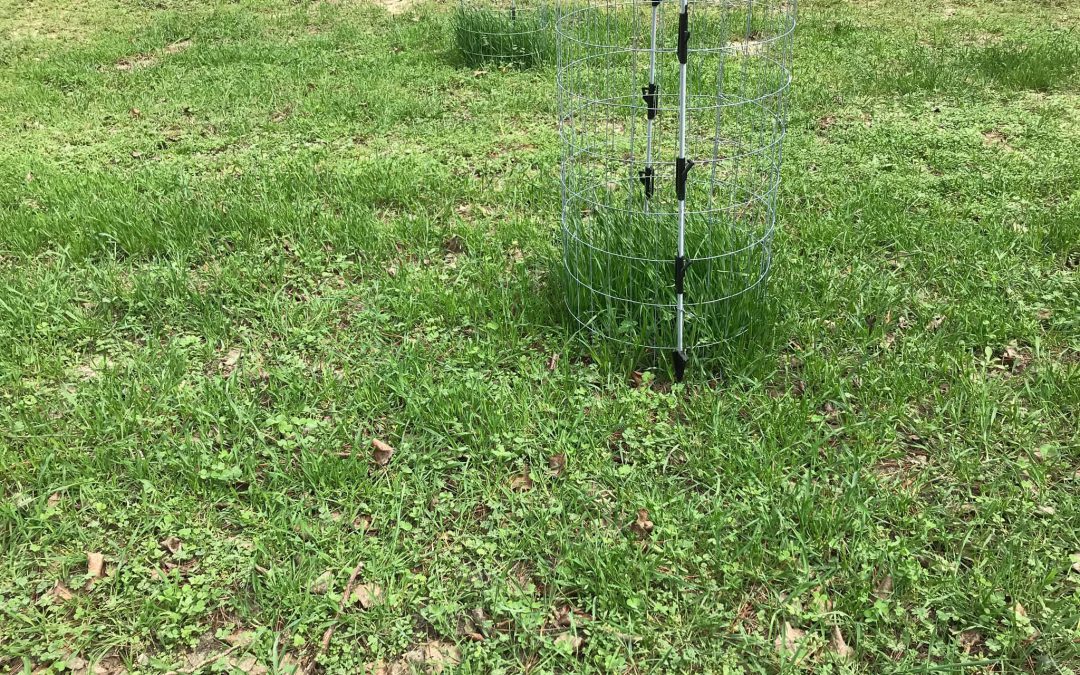 Food Plot Exclusion Cages