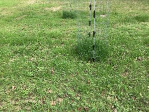 exclusion cage in food plot